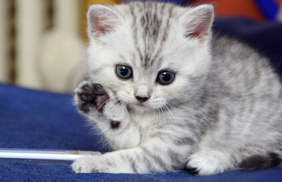 Cute kitten waving goodbye. Thanks to http://briff.me/2015/01/02/animals-waving-goodbye/